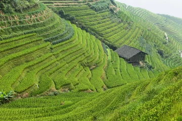 Wall murals Rice fields Views of green Longji terraced fields