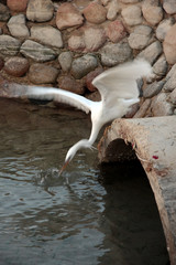 White heron with extraction