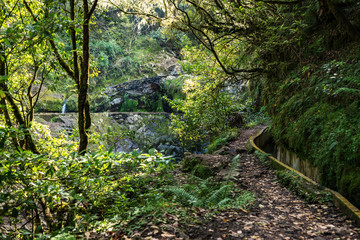 Fototapeta na wymiar Madeira typical walking and hiking patch - Levada. This particular Levada do Furado leads from Ribeiro Frio through lush rain-forest with waterfalls and many beautiful trees.