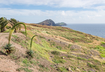 Mountain desert / plain field / meadow hill with fresh spring green grass, small palm trees, agave attenuata plants in bloom, also know as swan's neck and ocean horizon on background. Madeira Island.