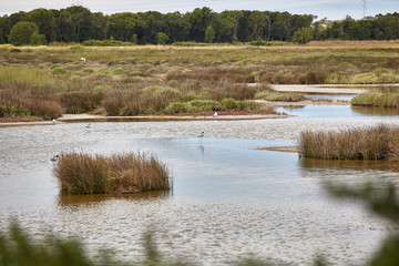 VIEW OF RESERVE OF BIOLOGICAL DEPARTEMENTALE NALLIERS - MOUZEUIL SAINT MARTIN - NALLIERS