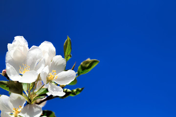 Fototapeta na wymiar Flowers of apple against the blue sky, macro