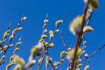 Fluffy soft willow buds