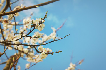Blossoming apple tree tree in spring day against the blue sky.
