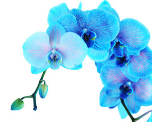 Obraz na płótnie Canvas Beautiful blue orchid flower isolated on white background