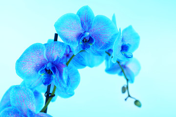 Naklejka na ściany i meble Beautiful orchid flower on blue background