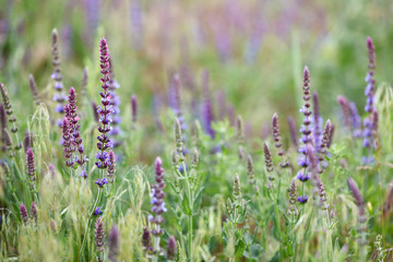 Woodland sage (Salvia nemorosa)