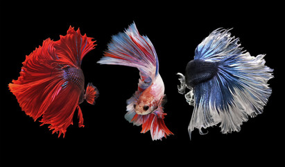 betta fish, siamese fighting fish isolated on black