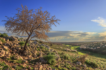 SPRINGTIME. Alta Murgia National Park: wild almond tree in bloom at dawn. Apulia-ITALY-It is a limestone plateau,with wide fields and rocky outcrops,grassland characterized by sheep.