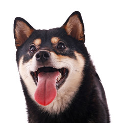 Siba inu dog isolated on white