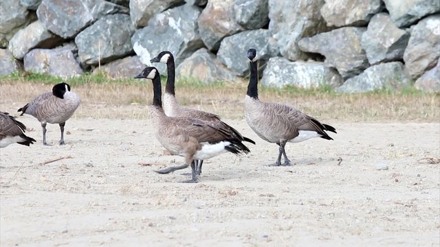 Group of Canadian Geese standing relaxing in water 