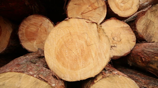 sawn timber boards wood industry