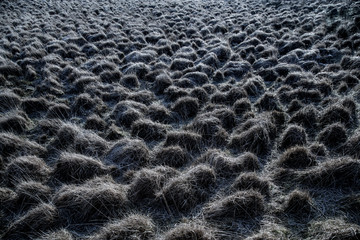 Pascolo Brinato in Connemara
