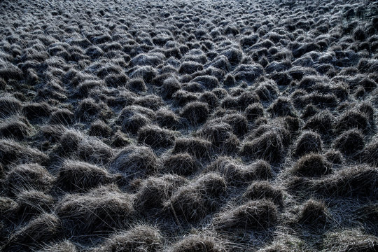 Pascolo Brinato in Connemara