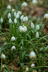 Obraz premium Amaryllisgewächse auf Wiese