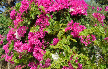 Bush with purple flowers.