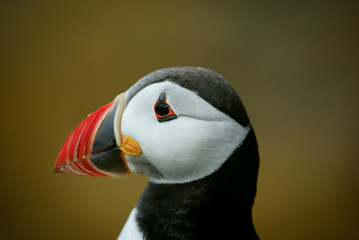 Puffin head shot.