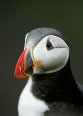 Puffin head shot.