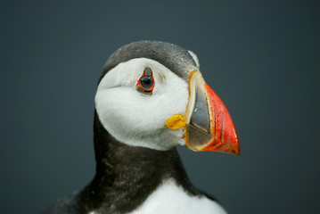 Puffin head shot.