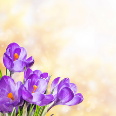 Fototapeta na wymiar Beautiful Spring Crocus Flowers