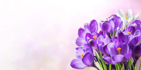 Fototapeta na wymiar Beautiful Spring Crocus Flowers