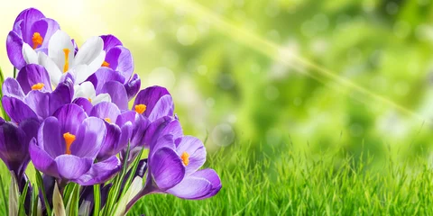 Fotobehang Krokussen Prachtige lentekrokusbloemen
