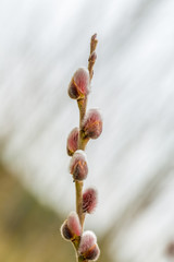 Bud of Willow
