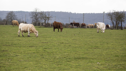 cows on meadow, agriculture crisis