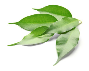 Fototapeta na wymiar Green tea leaves, isolated on white