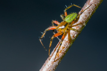 Kürbisspinne (Araniella cucurbitina) Männchen