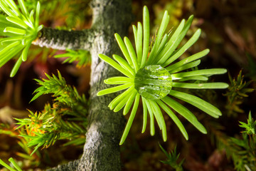 Morning dew accumulates in the center of young tamarack needle clusters.