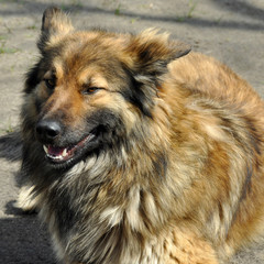 Собака-улыбака (smiling dog)