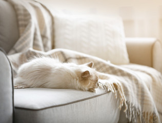 Color-point cat lying on a sofa in living room