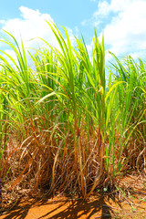 Naklejka premium Plantation of sugar cane on Mauritius Island. Agriculture in tropical climate. Renewable energy source.