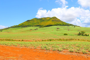 Plantation of sugar cane on Mauritius Island. Agriculture in tropical climate. Renewable energy...