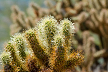 A cholla cacti (Cylindropuntia sp.) in the Sonoran desert of Arizona.