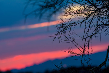 Thorns on a desert plant against the backdrop of a striated sky during sunset in Arizona.