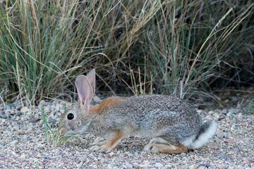 Obraz premium Big Bend National Park