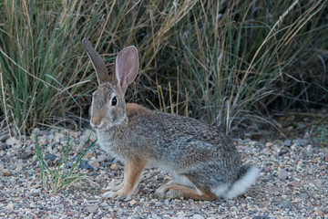 Big Bend National Park