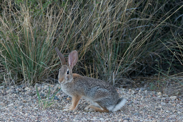 Big Bend National Park