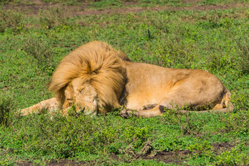 lion with bouffant mane taking an afternoon nap 
