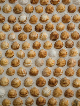Conchiglie