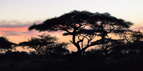 Fototapeta na wymiar morning sunrise silhouetting the Acacia trees of Africa 