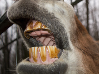 Open mouth of horse with yellow teeth