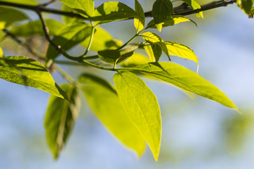 blooming apple trees