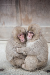 Snow Monkey at Jigokudani park