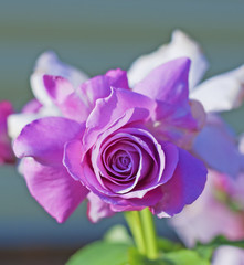 Lilac rose blossoms close-up.