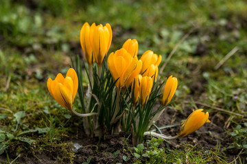 Krokusse auf Feld