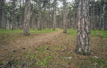 Trail in the pine forest on a cloudy day