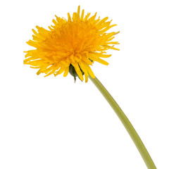 Naklejka premium Dandelion flower isolated on white background cutout